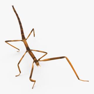 3D Stick Insect Brown Walking Pose