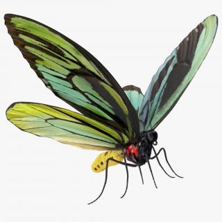 Queen Alexandras Birdwing Butterfly with Fur 3D model
