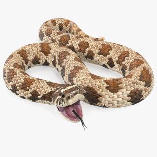 3D Brown Hognose Snake Attack Pose
