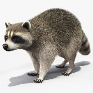 Raccoon Walking Pose Fur 3D model