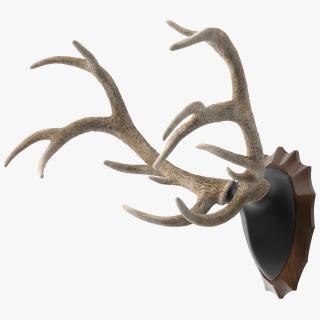 Red Deer Stag Antlers on a Wall Mount 3D