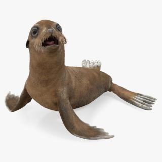 3D Baby Sea Lion Seating Pose