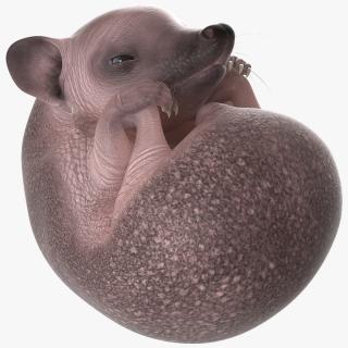 3D Curled Up Bald Hedgehog model