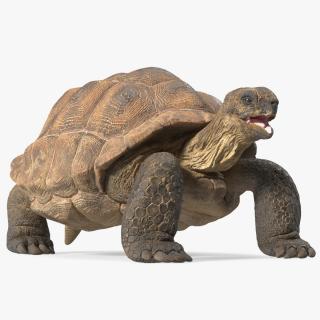 Aldabrachelys Gigantea Rigged 3D model