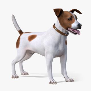 Jack Russell Terrier Spotted Attention Pose Fur 3D