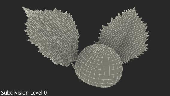3D model Hazelnut Leaves
