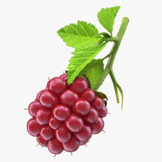 Not Ripe Berry Blackberry with Leaves 3D