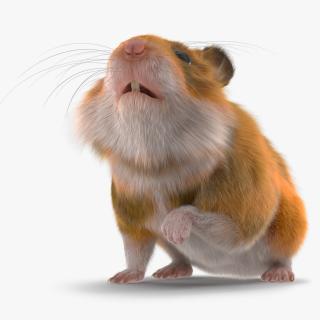 Short Haired Golden Hamster 3D