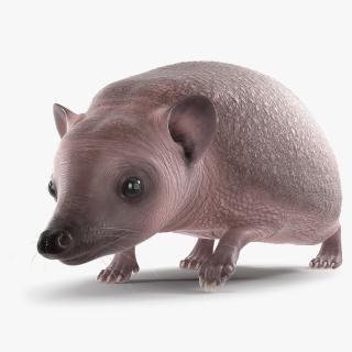 3D Walk Bald Hedgehog model