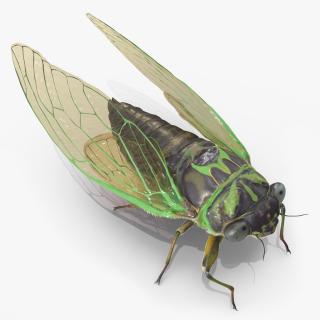 3D model Cicada Pose Calm Fur