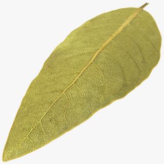 3D Dried Bay Laurel Leaf