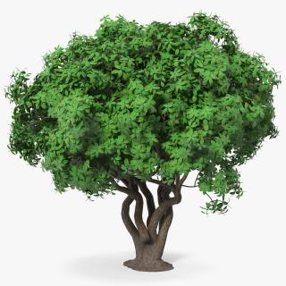3D model Rhododendron Tree Foliage