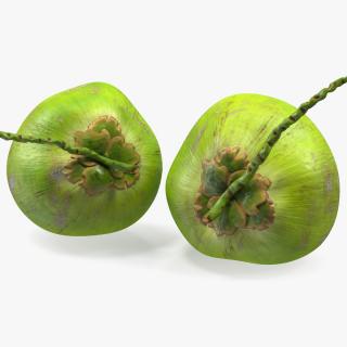Two Fresh Green Coconuts 3D model