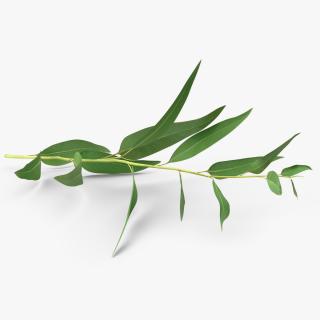 3D Fresh Eucalyptus Leaves on Stem