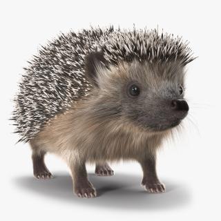 3D Hedgehog Black Fur model
