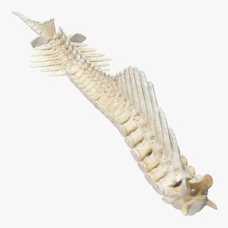 3D Animal Spine Vertebrae Bones model
