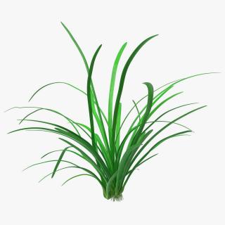 3D Water Plant Sagittaria Subulata