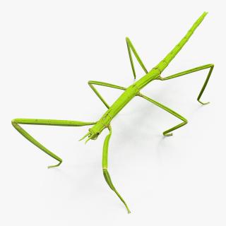 3D Stick Insect Green model