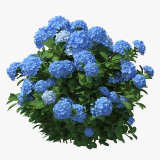 Hydrangea Macrophylla Nikko Blue Bush 3D