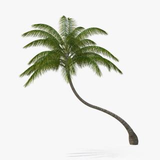 3D Tropical Palm Tree model