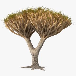 3D Dragon Tree