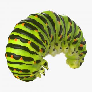Caterpillar Pose 3 with Fur 3D