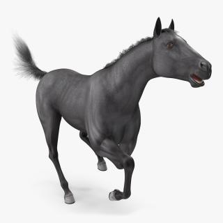 Black Horse Fur Rigged 3D