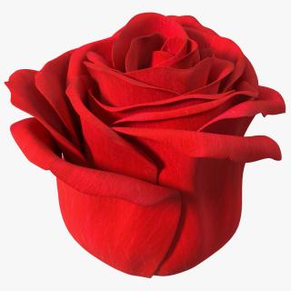 Rose Bud Red 3D
