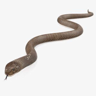 3D Beige Cobra Snake Crawling