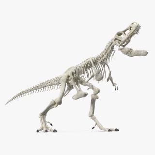 3D model Tyrannosaurus Rex Skeleton Standing Pose