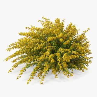 Kerria Japonica Pleniflora Plant 3D