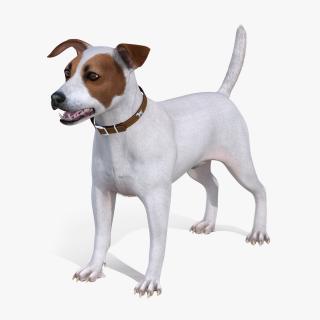 3D model White Jack Russell Terrier Fur