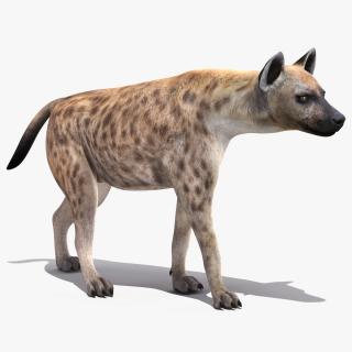 3D Hyena Walking Pose model