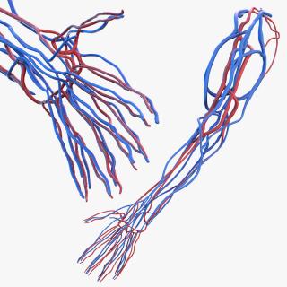 3D Human Arm Cardiovascular System