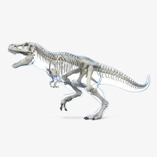 3D Tyrannosaurus Rex Skeleton with Skin Rigged model