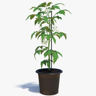 3D Tomato Plant Pot with Flowers Fur model