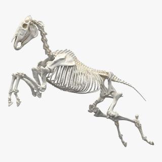 Jumping Horse Skeleton 3D