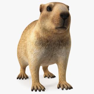 Marmot Rigged for Cinema 4D 3D