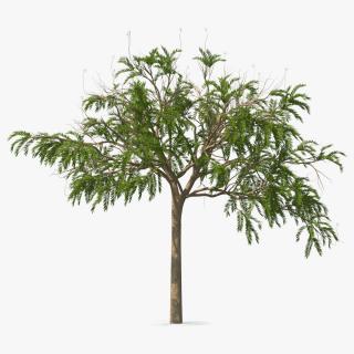 3D model Poinciana Small Tree