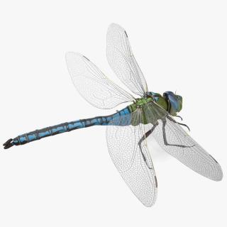 3D model Dragonfly Rigged for Modo