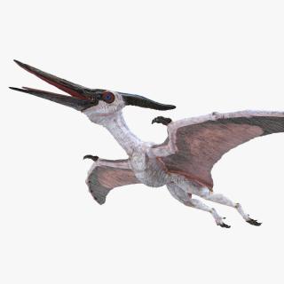 3D Pterosaur Pteranodon White Rigged model