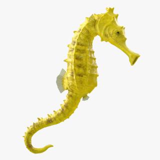 3D Slender Seahorse Hippocampus Reidi Rigged