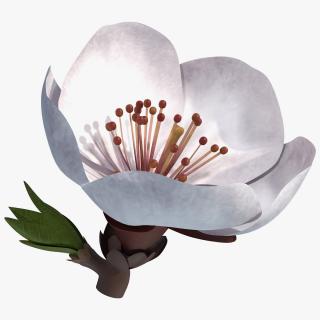 Cherry White Flower 3D model
