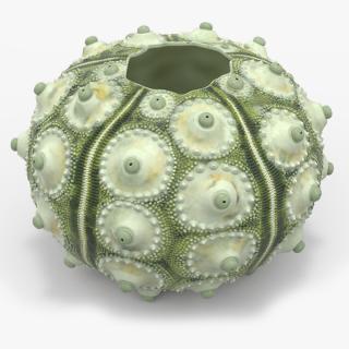 3D Sputnik Sea Urchin Seashell Green model