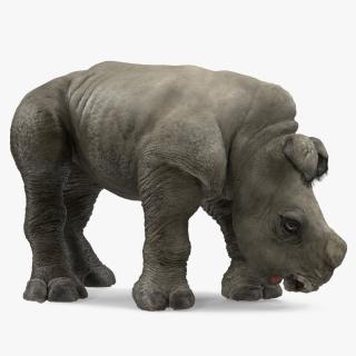 3D Baby Rhino Drinking Pose Fur model