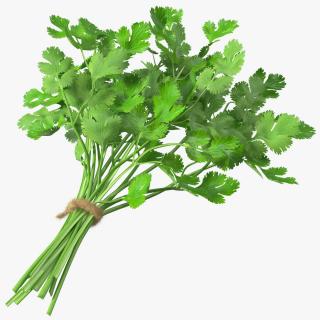 3D Cilantro Bunch With Rope Fur model