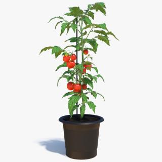 Ripe Tomatoes Fruits and Flowers in Pot 3D model