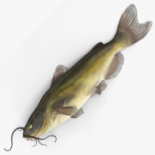 3D model Channel Catfish Laying on Side