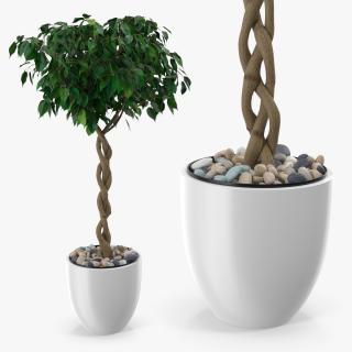 Ficus Benjamina Weeping Fig Tree in Pot 3D model