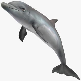 Dolphin Jumping Out Of Water Animated 3D